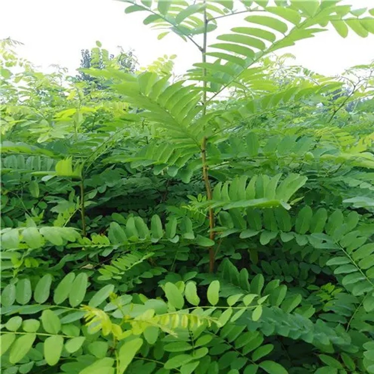刺槐