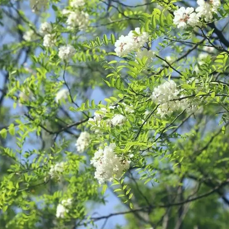 刺槐小苗图2