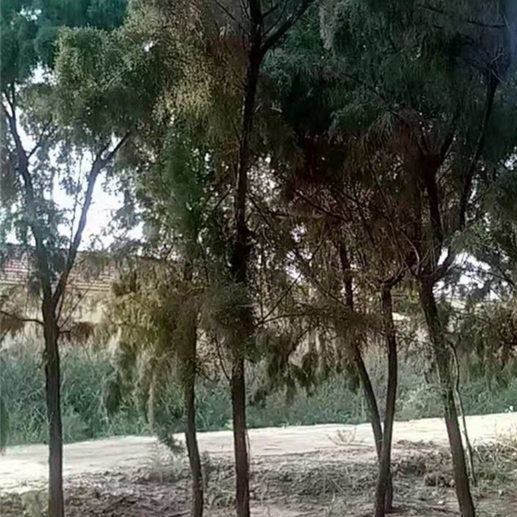 大规格柽柳