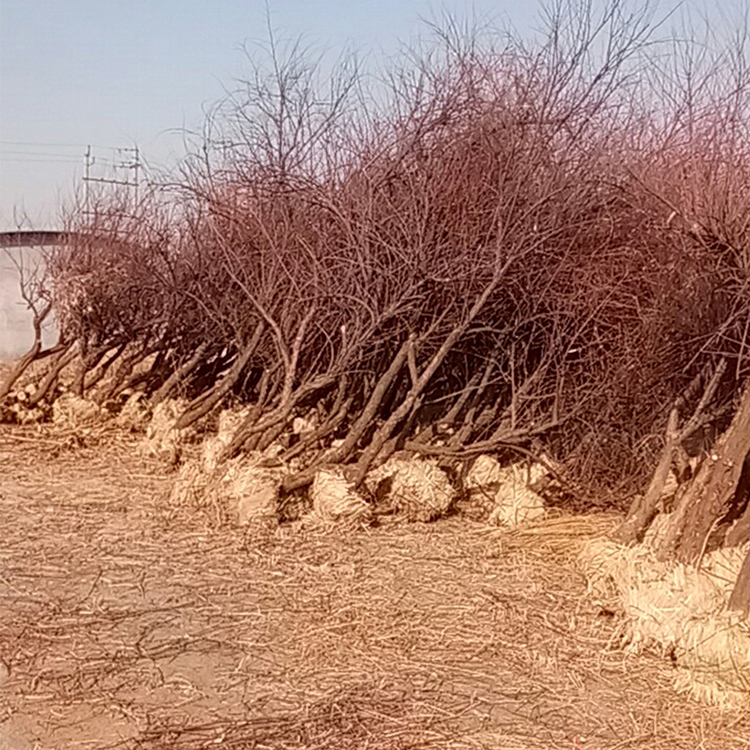 碱蓬(盐篙)发货