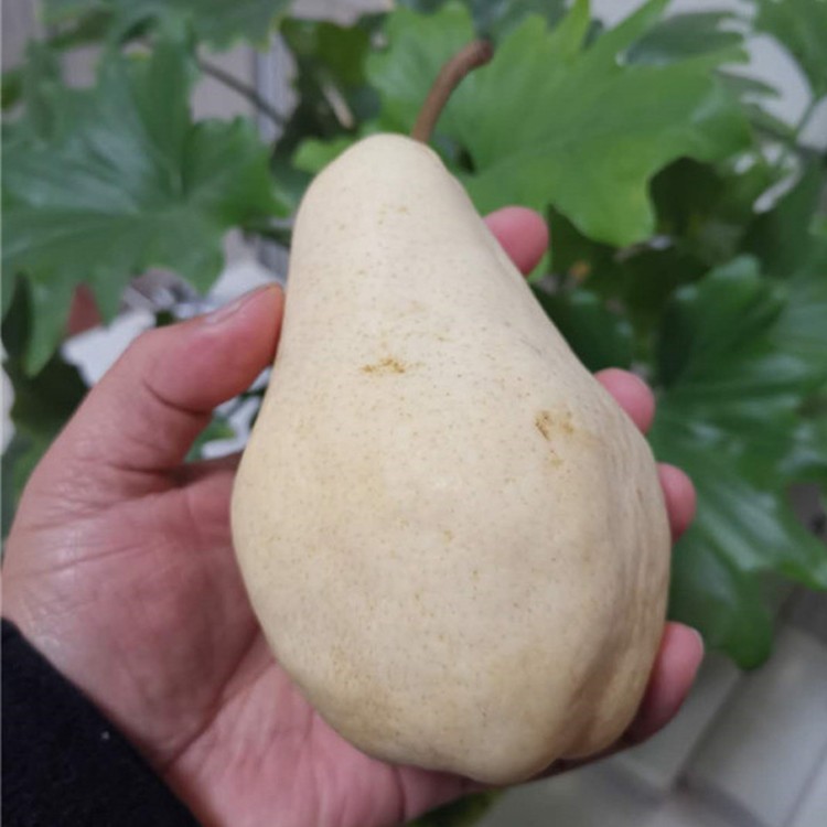 福手梨 产量高 健康好苗图1
