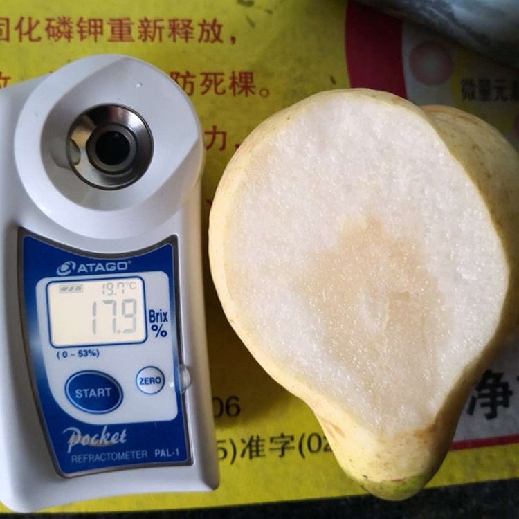 福手梨 苗木现挖现卖 产量高图1