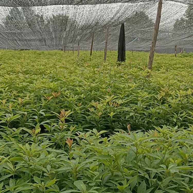 桢楠苗 基地直供 量大价优