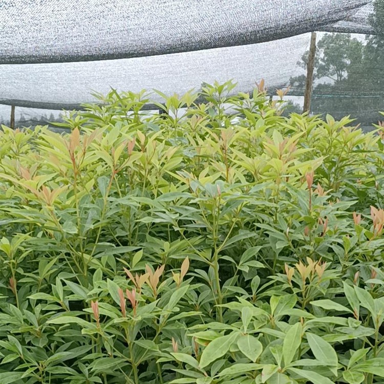 桢楠苗 规格多样 现挖现卖