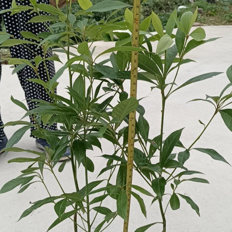 桢楠苗 高度可选 基地直发