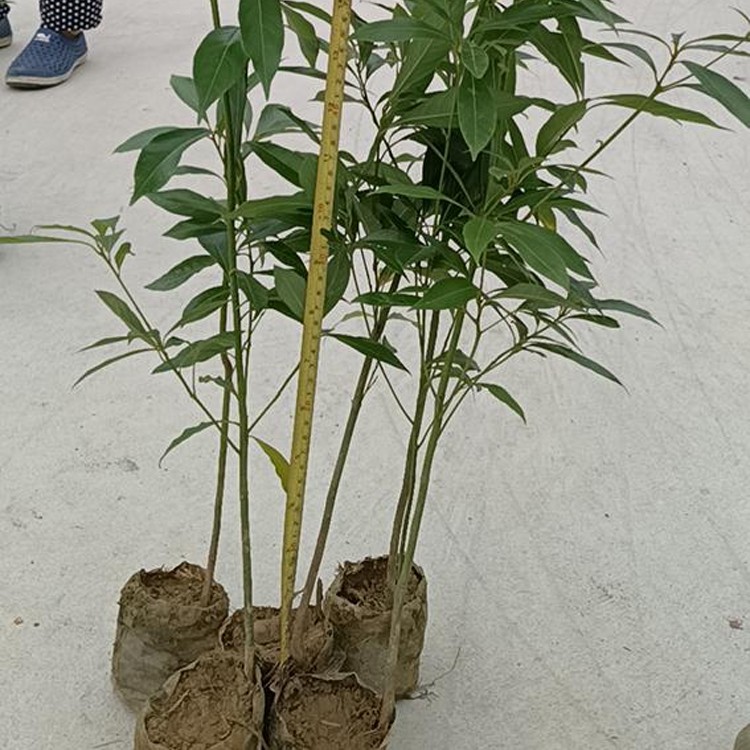 桢楠苗 基地培育 现挖现卖