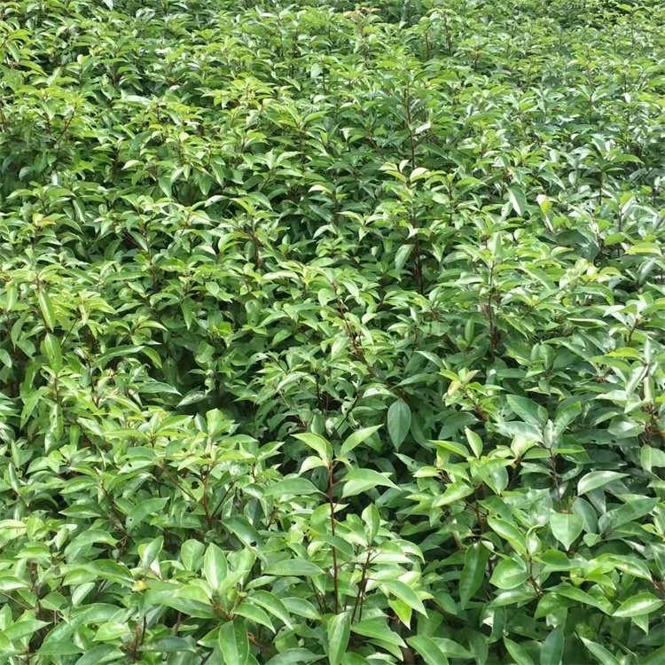 香樟苗 成活率高 现挖现卖