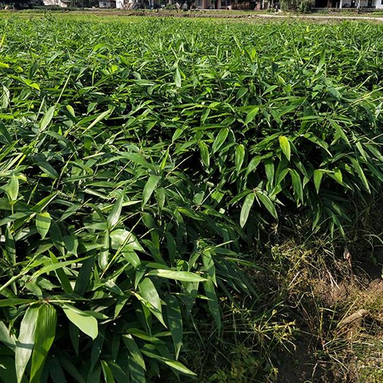 楠竹苗 基地批发 量大价优