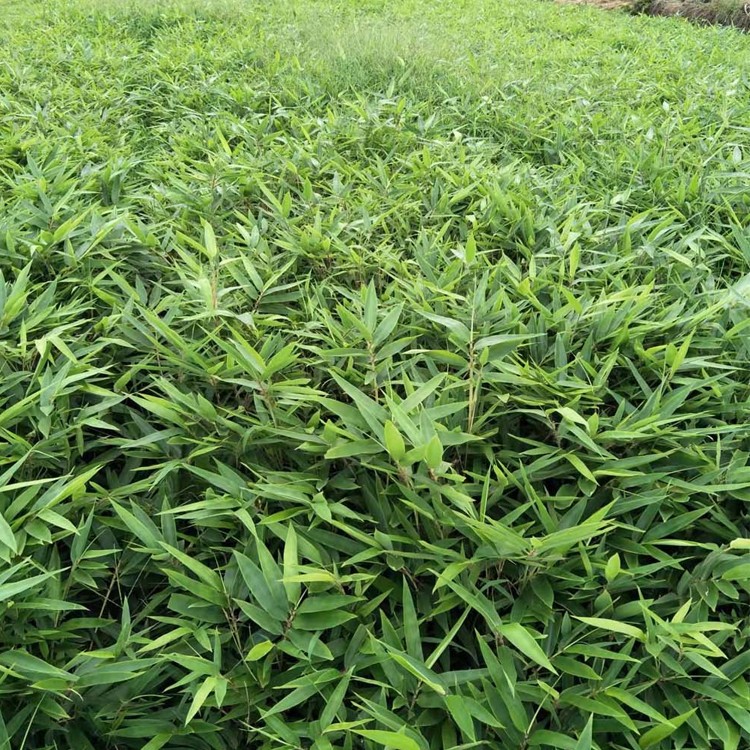 楠竹苗 耐寒易成活 量大价优