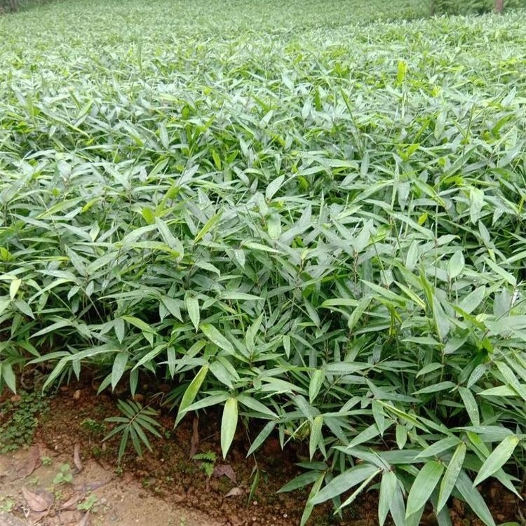 楠竹苗 免费技术指导培育