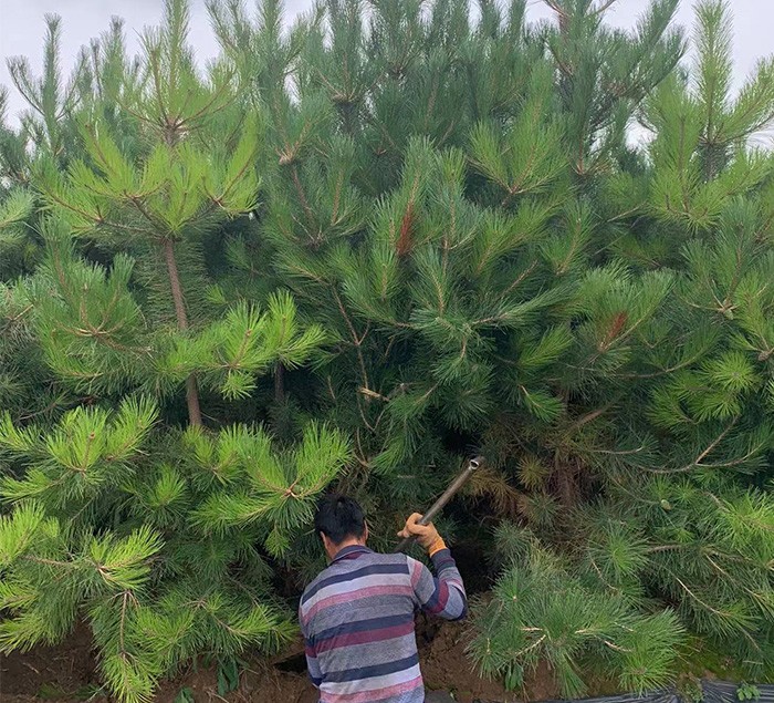 油松 易成活 耐寒不怕冻
