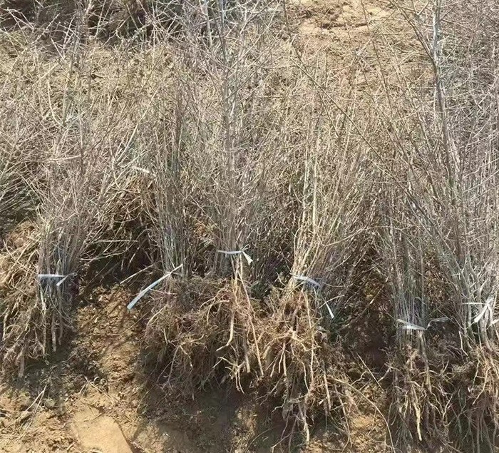 沙棘苗 基地直发 自产自销