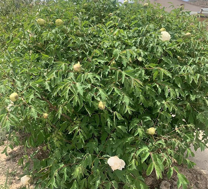 牡丹花苗 耐寒树型 易载活