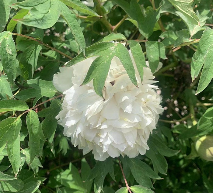 牡丹花苗 现挖现卖 根系发达