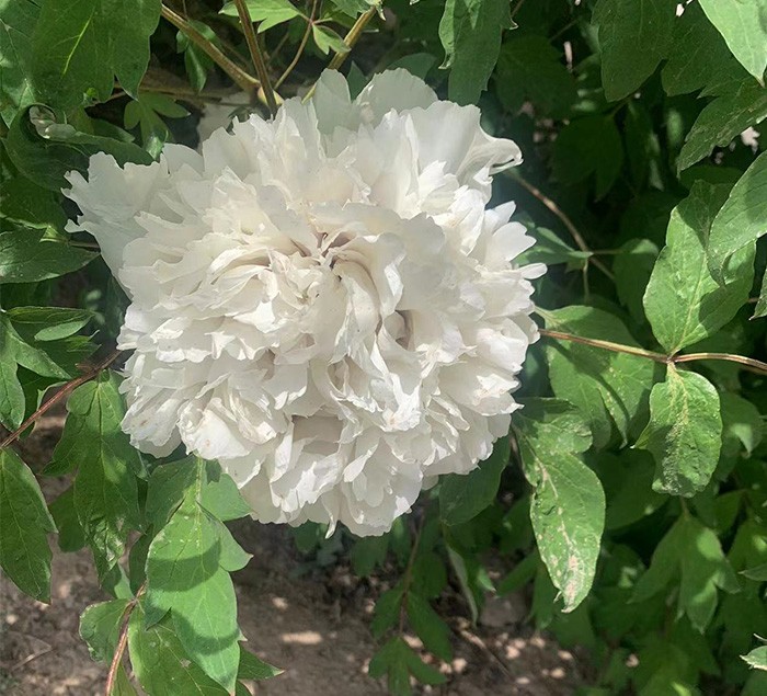 牡丹花苗 基地直发 带土发货