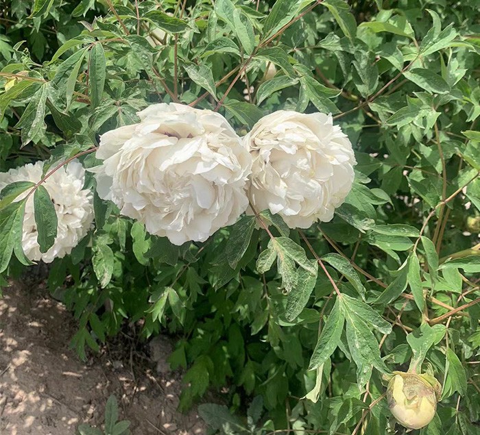 牡丹花苗 观赏性好 量大价优