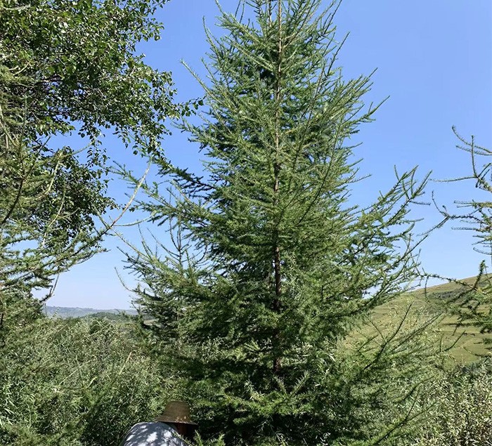 落叶松苗 常绿乔木 易成活