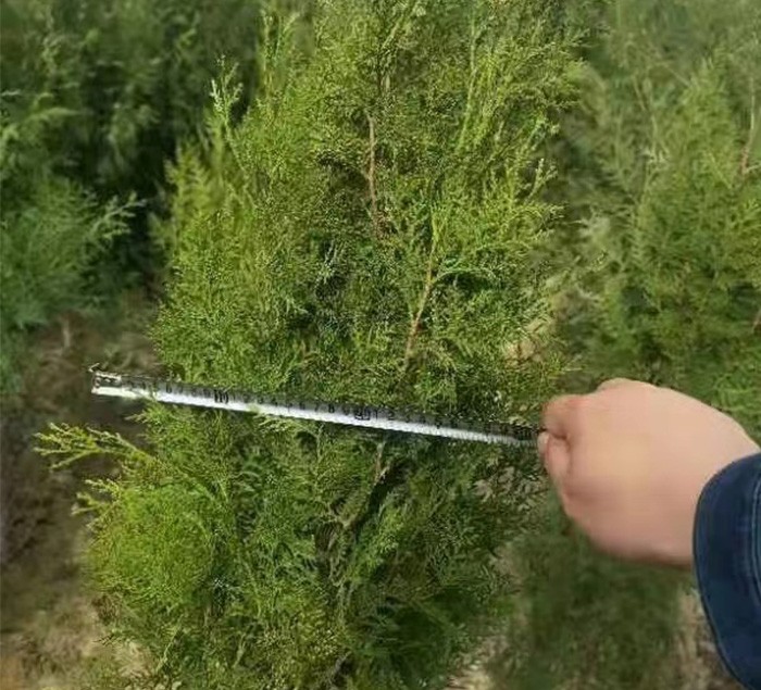 侧柏苗 规格多样 长期发货
