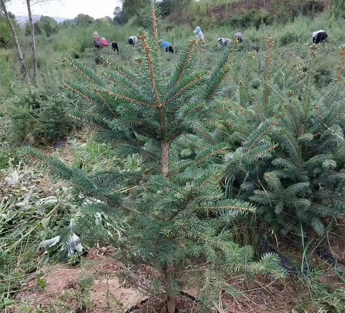 云杉小苗 基地直发 量大价优
