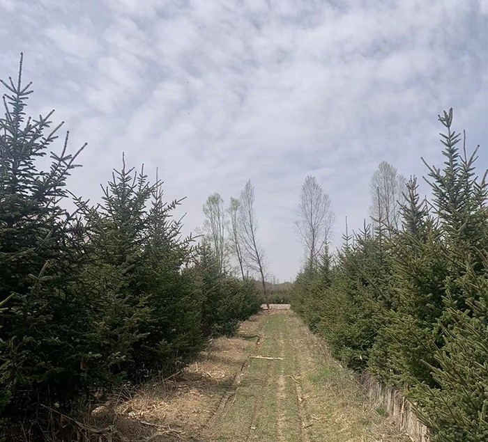 云杉苗 基地直发 提供技术指导