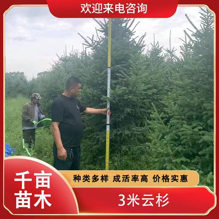 3米云杉 树形规整 免费指导
