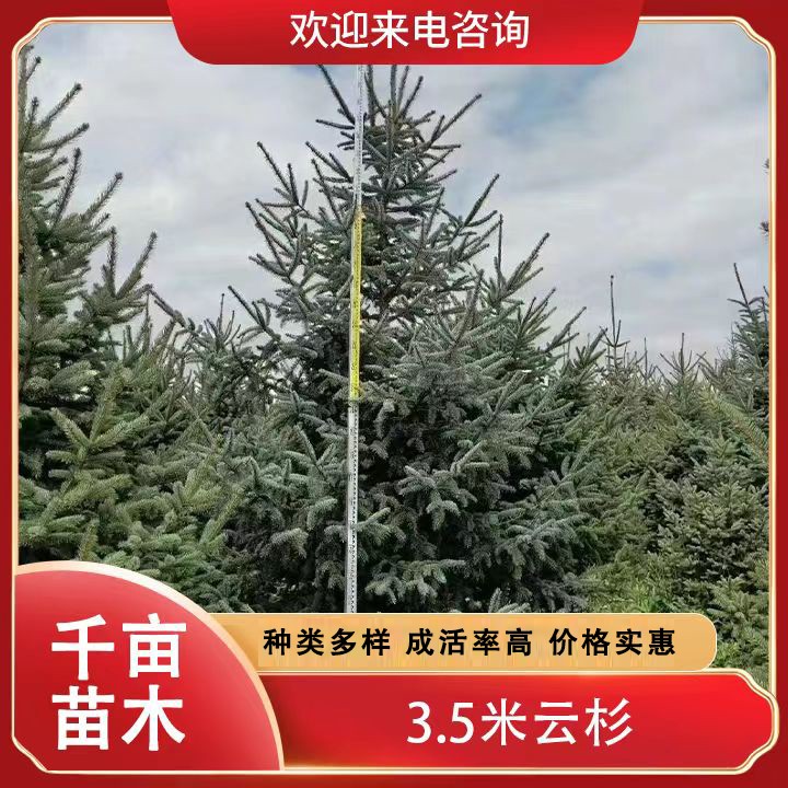 3.5米云杉 抗旱耐寒 易成活