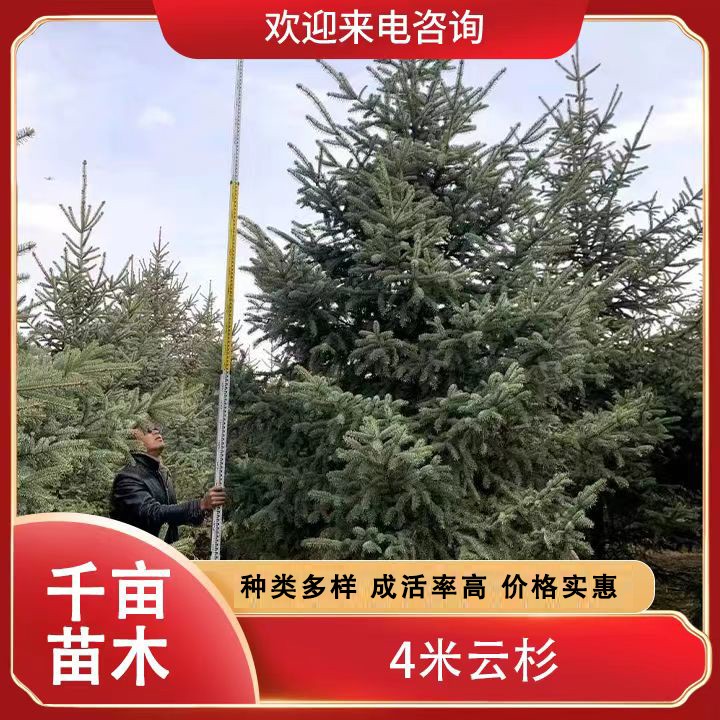 4米云杉 常绿乔木 基地直供