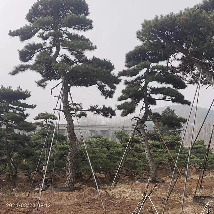 造型黑松 景观松基地 发货及时