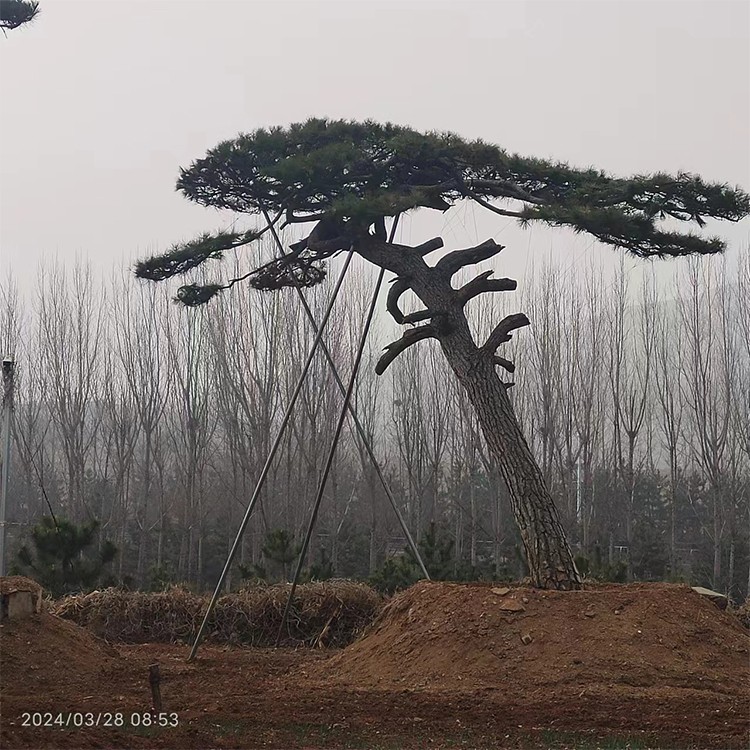 造型松基地 黑松规格多样 发货及时
