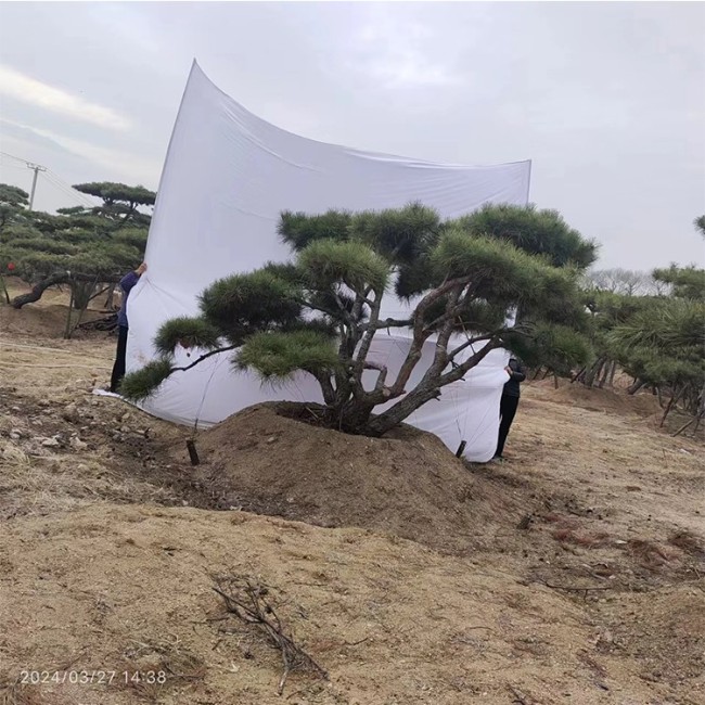 造型油松 景观松 形态多样 规格多选