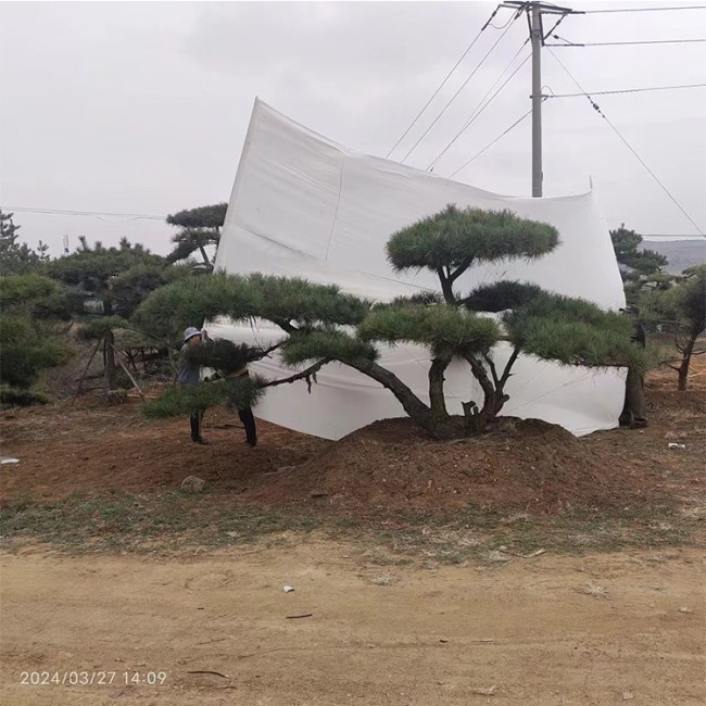 造型景观松 黑松基地 货源充足