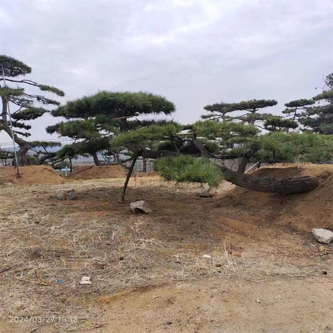 造型油松 景观松 基地直供 成活保障