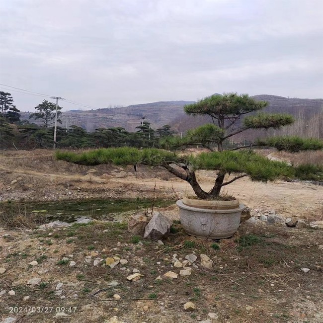 造型景观松 基地直供 现挖现卖