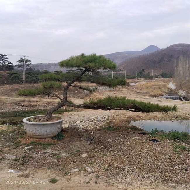 造型景观松 造型黑松 基地提供多种规格