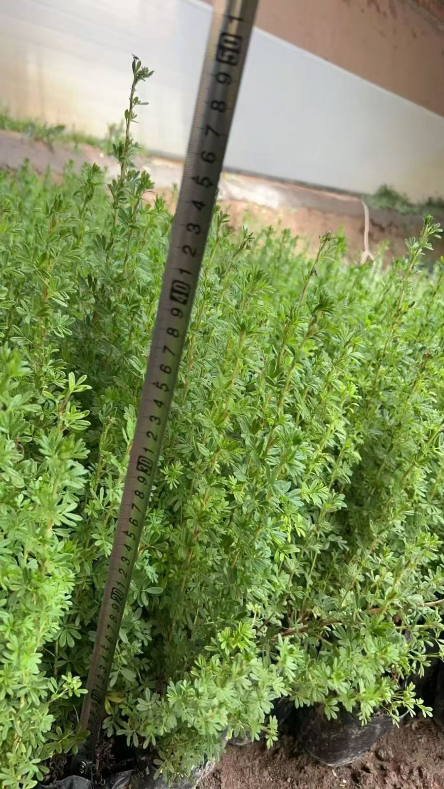 金露梅
